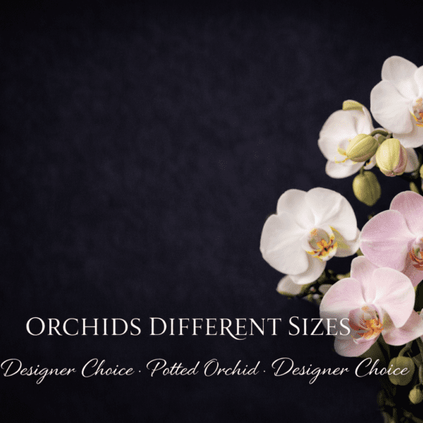 Potted Orchids Designers Choice