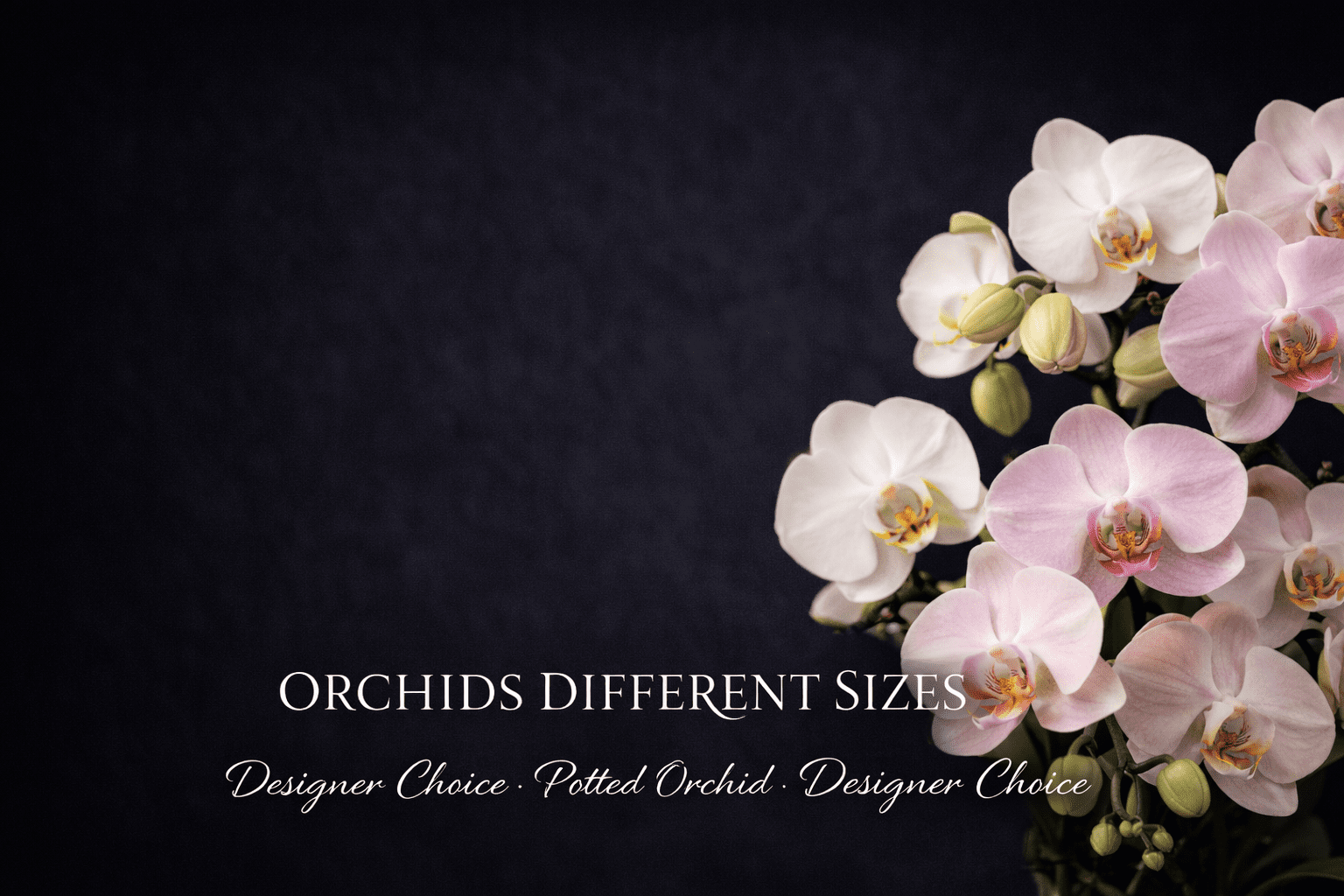 3E133708-D534-4025-9CB4-27034B905BA2 Potted Orchids Designers Choice - Image 1